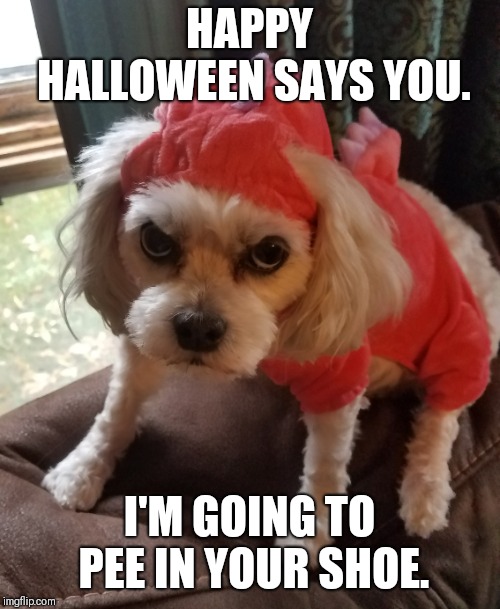 Halloween dog | HAPPY HALLOWEEN SAYS YOU. I'M GOING TO PEE IN YOUR SHOE. | image tagged in halloween | made w/ Imgflip meme maker