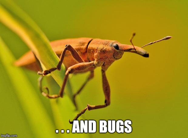 Happy Insect | . . . AND BUGS | image tagged in happy insect | made w/ Imgflip meme maker