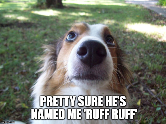 PRETTY SURE HE'S NAMED ME 'RUFF RUFF' | image tagged in sheltie | made w/ Imgflip meme maker