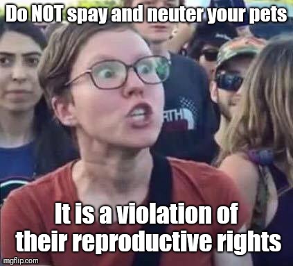 Angry Liberal | Do NOT spay and neuter your pets It is a violation of their reproductive rights | image tagged in angry liberal | made w/ Imgflip meme maker