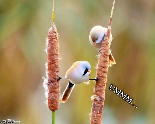 And Now For My Next Trick | UMMM.... | image tagged in zw young,birds,umm,splits,cattails | made w/ Imgflip meme maker