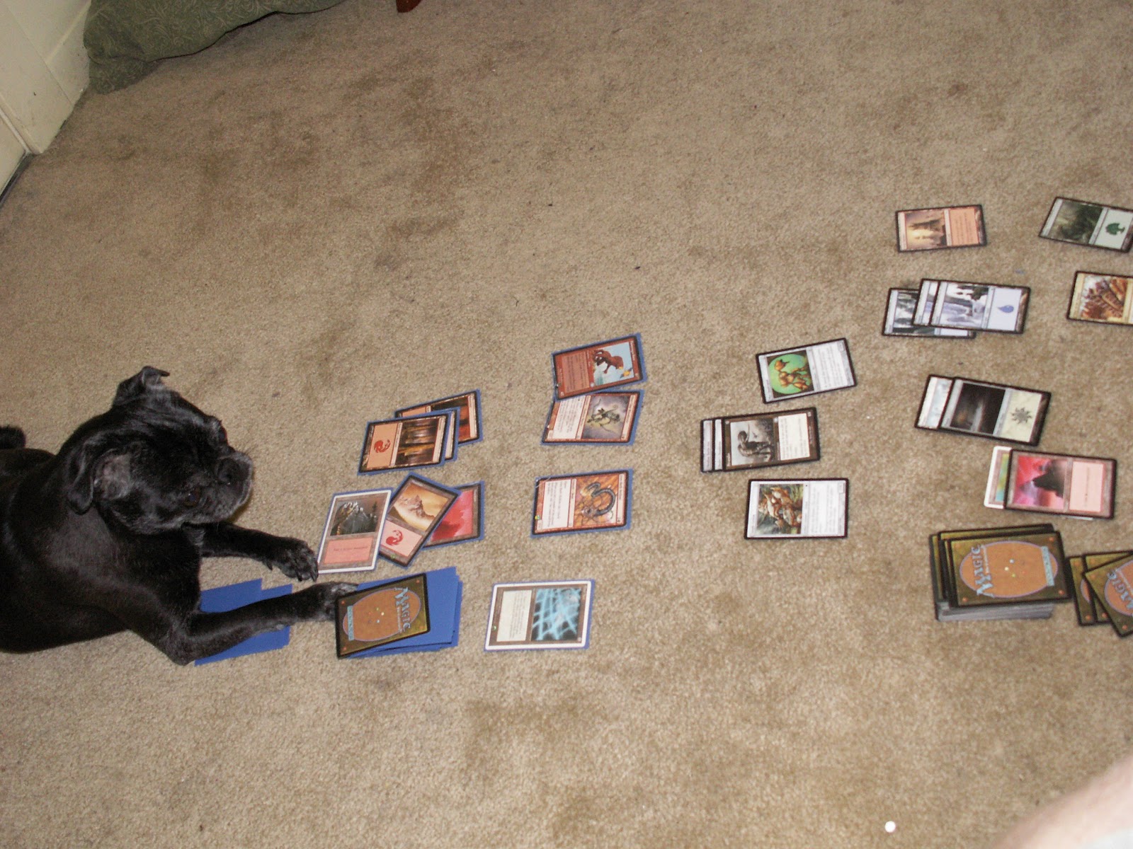 dog magic the gathering Blank Meme Template