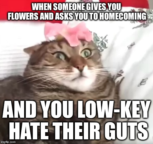 "Oh, I'll be sick that day... Sick of YOU!" | WHEN SOMEONE GIVES YOU FLOWERS AND ASKS YOU TO HOMECOMING; AND YOU LOW-KEY HATE THEIR GUTS | image tagged in repulsed kitty,high school,awkward,funny,flowers,cats | made w/ Imgflip meme maker