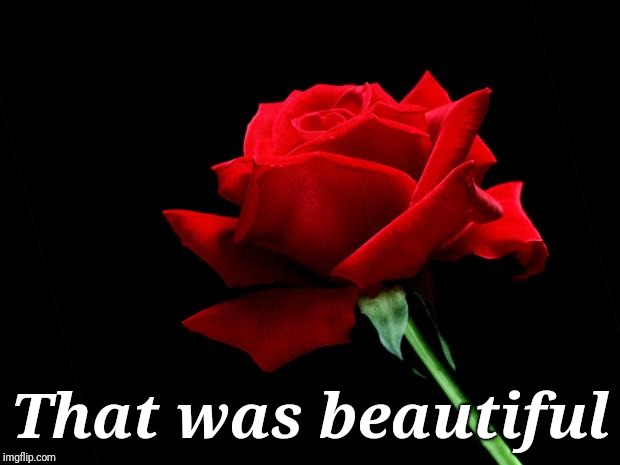 rose | That was beautiful | image tagged in rose | made w/ Imgflip meme maker