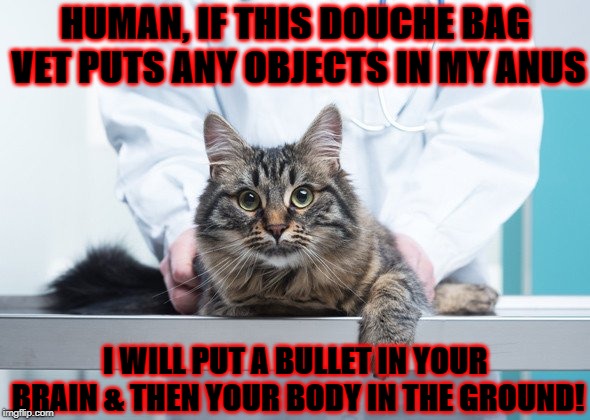 HUMAN, IF THIS DOUCHE BAG VET PUTS ANY OBJECTS IN MY ANUS; I WILL PUT A BULLET IN YOUR BRAIN & THEN YOUR BODY IN THE GROUND! | image tagged in warning | made w/ Imgflip meme maker