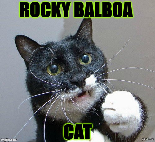ROCKY CAT | ROCKY BALBOA; CAT | image tagged in rocky cat | made w/ Imgflip meme maker