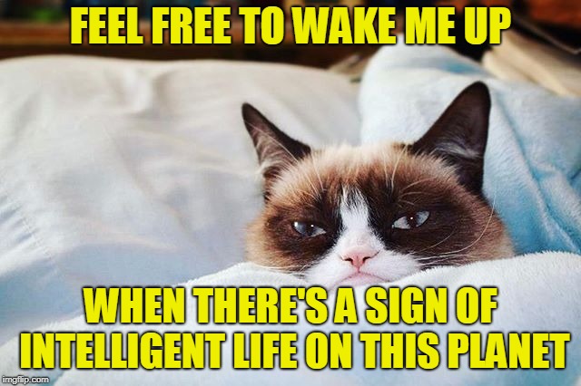 grumpy cat bed | FEEL FREE TO WAKE ME UP WHEN THERE'S A SIGN OF INTELLIGENT LIFE ON THIS PLANET | image tagged in grumpy cat bed | made w/ Imgflip meme maker