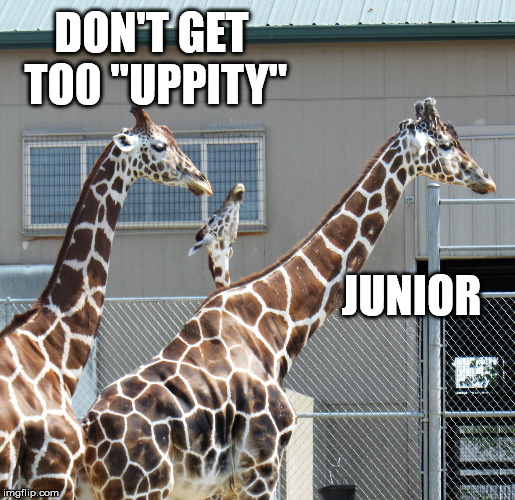 Giraffe photobomb | DON'T GET TO0 "UPPITY"; JUNIOR | image tagged in baby giraffe photobomb,giraffe,photobomb | made w/ Imgflip meme maker