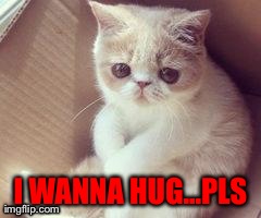 image tagged in hug,kittens,cats,cute,animals | made w/ Imgflip meme maker