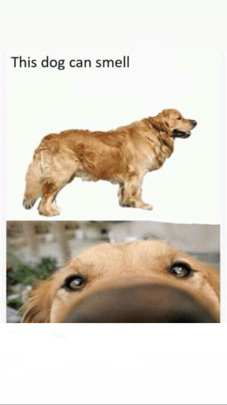 High Quality this dog can smell Blank Meme Template