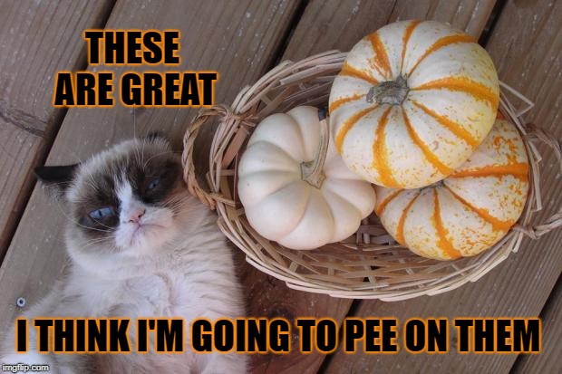 grumpy cat pumpkins | THESE ARE GREAT; I THINK I'M GOING TO PEE ON THEM | image tagged in grumpy cat pumpkins,grumpy cat,decorating,pumpkins,pee,bear grylls | made w/ Imgflip meme maker