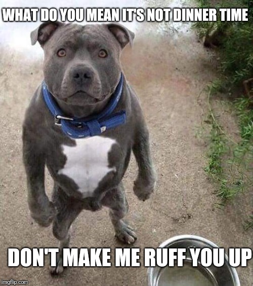Don't make me | WHAT DO YOU MEAN IT'S NOT DINNER TIME; DON'T MAKE ME RUFF YOU UP | image tagged in fun | made w/ Imgflip meme maker