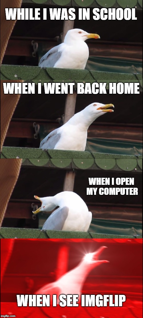 ME as a seagull in different places | WHILE I WAS IN SCHOOL; WHEN I WENT BACK HOME; WHEN I OPEN MY COMPUTER; WHEN I SEE IMGFLIP | image tagged in memes,inhaling seagull | made w/ Imgflip meme maker