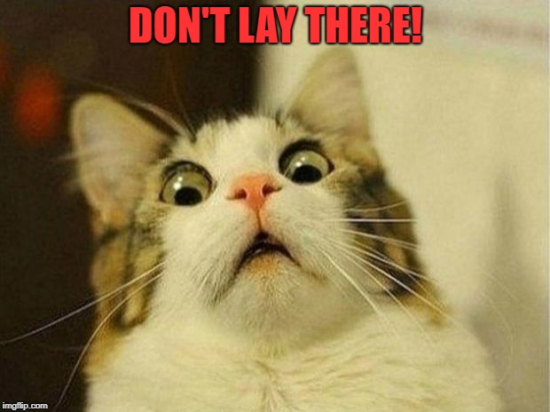 Scared Cat Meme | DON'T LAY THERE! | image tagged in memes,scared cat | made w/ Imgflip meme maker