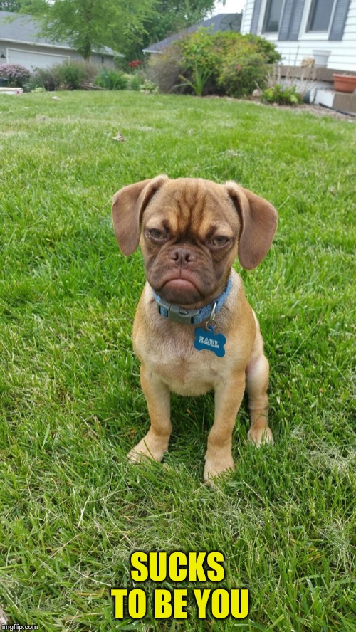 Earl The Grumpy Dog | SUCKS TO BE YOU | image tagged in earl the grumpy dog | made w/ Imgflip meme maker