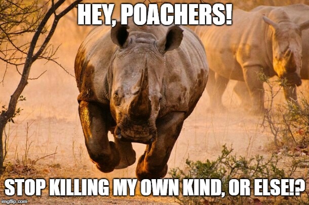 Rhino  | HEY, POACHERS! STOP KILLING MY OWN KIND, OR ELSE!? | image tagged in rhino | made w/ Imgflip meme maker