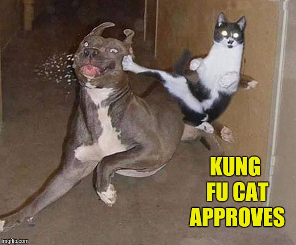 Kung fu cat | KUNG FU CAT APPROVES | image tagged in kung fu cat | made w/ Imgflip meme maker