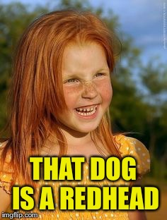 THAT DOG IS A REDHEAD | made w/ Imgflip meme maker