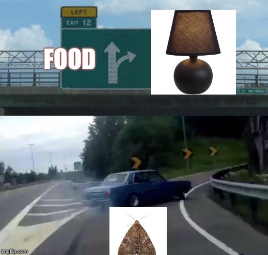 Moth Meme | FOOD | image tagged in memes,left exit 12 off ramp,moth,moth meme | made w/ Imgflip meme maker