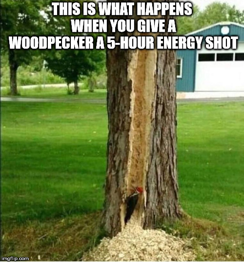 THIS IS WHAT HAPPENS WHEN YOU GIVE A WOODPECKER A 5-HOUR ENERGY SHOT | image tagged in woodpecker on tree | made w/ Imgflip meme maker