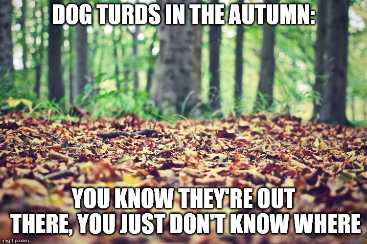 Step carefully my friends. | DOG TURDS IN THE AUTUMN:; YOU KNOW THEY'RE OUT THERE, YOU JUST DON'T KNOW WHERE | image tagged in autumn leaves | made w/ Imgflip meme maker