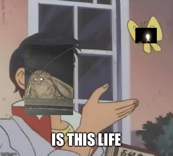 Is This A Pigeon Meme | IS THIS LIFE | image tagged in memes,is this a pigeon | made w/ Imgflip meme maker