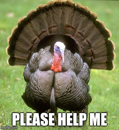 Turkey Meme | PLEASE HELP ME | image tagged in memes,turkey | made w/ Imgflip meme maker