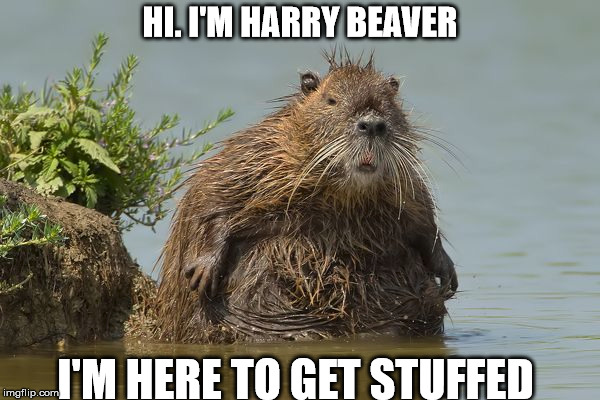 HI. I'M HARRY BEAVER; I'M HERE TO GET STUFFED | image tagged in beaver - dam - stuffed | made w/ Imgflip meme maker