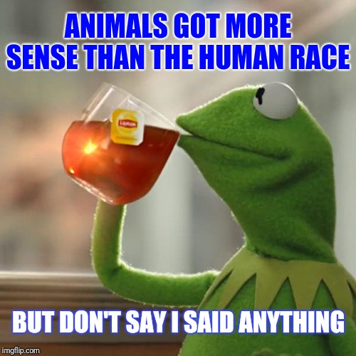 But That's None Of My Business Meme | ANIMALS GOT MORE SENSE THAN THE HUMAN RACE; BUT DON'T SAY I SAID ANYTHING | image tagged in memes,but thats none of my business,kermit the frog | made w/ Imgflip meme maker