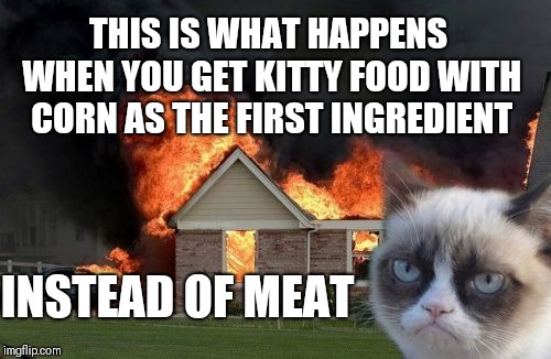 Grumpy Cat Weekend Oct 5th-8th (A Socrates and Craziness_all_the_way event | THIS IS WHAT HAPPENS WHEN YOU GET KITTY FOOD WITH CORN AS THE FIRST INGREDIENT; INSTEAD OF MEAT | image tagged in memes,burn kitty,grumpy cat,funny,grumpy cat weekend | made w/ Imgflip meme maker