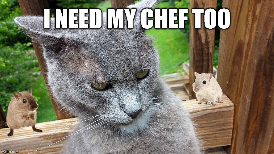 Cat Rage | I NEED MY CHEF TOO | image tagged in cat rage | made w/ Imgflip meme maker