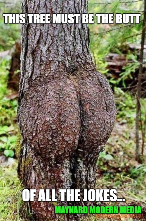 Sexy Tree | THIS TREE MUST BE THE BUTT; OF ALL THE JOKES... MAYNARD MODERN MEDIA | image tagged in sexy tree | made w/ Imgflip meme maker