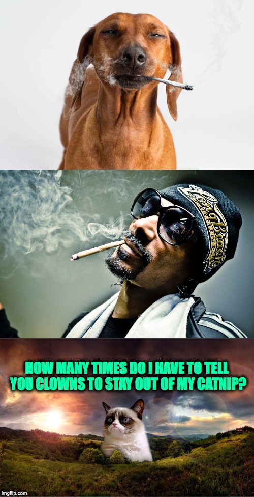 Stolen Stash (Grumpy Cat Weekend, A Socrates And Craziness-all-the-way Event!!! | HOW MANY TIMES DO I HAVE TO TELL YOU CLOWNS TO STAY OUT OF MY CATNIP? | image tagged in grumpy cat | made w/ Imgflip meme maker