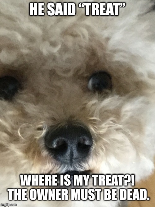 Concerned Dog | HE SAID “TREAT”; WHERE IS MY TREAT?! THE OWNER MUST BE DEAD. | image tagged in concerned dog | made w/ Imgflip meme maker