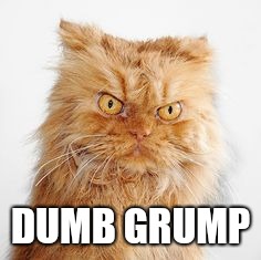 mean cat | DUMB GRUMP | image tagged in mean cat | made w/ Imgflip meme maker