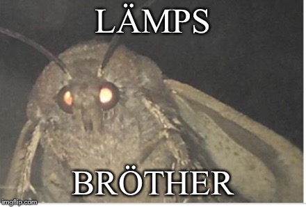 Praises the lämp  | LÄMPS; BRÖTHER | image tagged in moth,lmp,moth memes | made w/ Imgflip meme maker