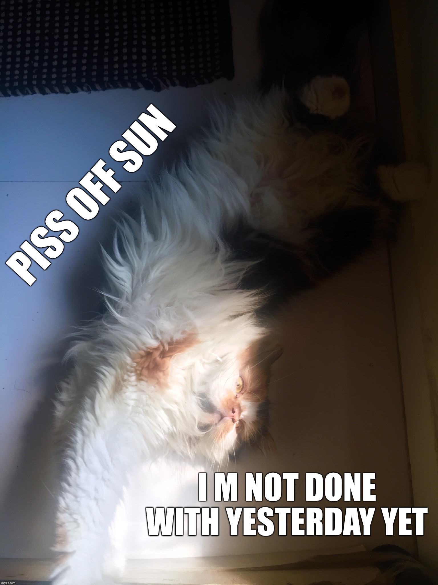 PISS OFF SUN; I M NOT DONE WITH YESTERDAY YET | image tagged in coco the cat | made w/ Imgflip meme maker