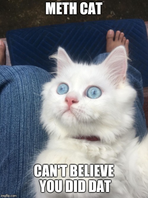 METH CAT; CAN'T BELIEVE YOU DID DAT | image tagged in meth cat | made w/ Imgflip meme maker