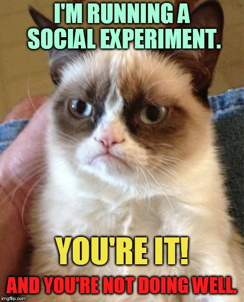 Grumpy Cat Analysis   |  I'M RUNNING A SOCIAL EXPERIMENT. YOU'RE IT! AND YOU'RE NOT DOING WELL. | image tagged in memes,grumpy cat,grumpy cat weekend,experiment,not,doing the right things | made w/ Imgflip meme maker