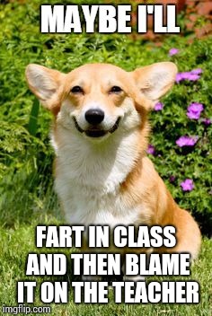 Mischievous Corgi maybe i'll | FART IN CLASS AND THEN BLAME IT ON THE TEACHER | image tagged in mischievous corgi maybe i'll,corgi,farts,teacher,class | made w/ Imgflip meme maker