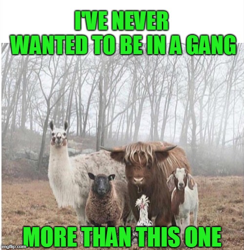 Old MacDonald Had A Gang  | image tagged in gangbangers,llama,cow,sheep,goat,chicken | made w/ Imgflip meme maker