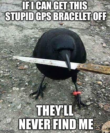 hood bird | IF I CAN GET THIS STUPID GPS BRACELET OFF; THEY’LL NEVER FIND ME | image tagged in hood bird | made w/ Imgflip meme maker