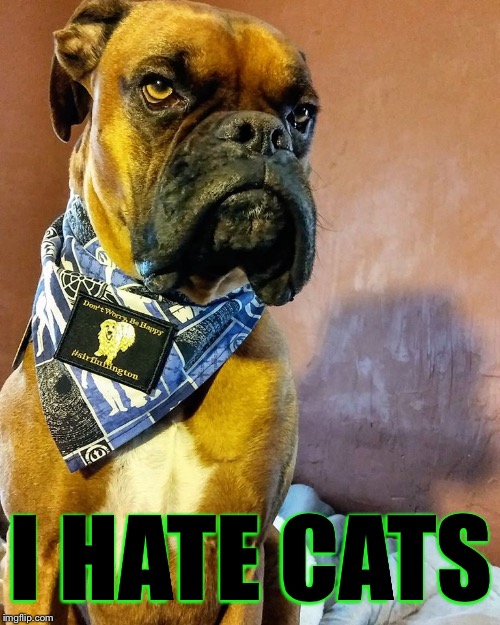 Grumpy Dog | I HATE CATS | image tagged in grumpy dog | made w/ Imgflip meme maker