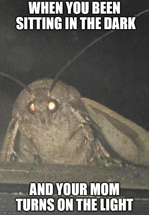 Moth | WHEN YOU BEEN SITTING IN THE DARK; AND YOUR MOM TURNS ON THE LIGHT | image tagged in moth | made w/ Imgflip meme maker