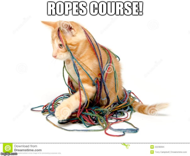 Ropes Course! | ROPES COURSE! | image tagged in ropes course,cat | made w/ Imgflip meme maker