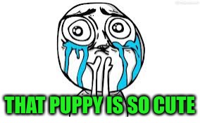 Crying Because Of Cute Meme | THAT PUPPY IS SO CUTE | image tagged in memes,crying because of cute | made w/ Imgflip meme maker