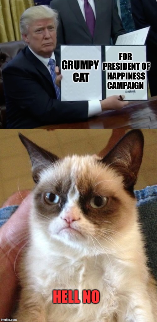 Grumpy Cat Weekend by Craziness_all_the_way and socrates!  | FOR PRESIDENT OF HAPPINESS CAMPAIGN; GRUMPY CAT; HELL NO | image tagged in craziness_all_the_way,socrates,grumpy cat,trump bill signing | made w/ Imgflip meme maker