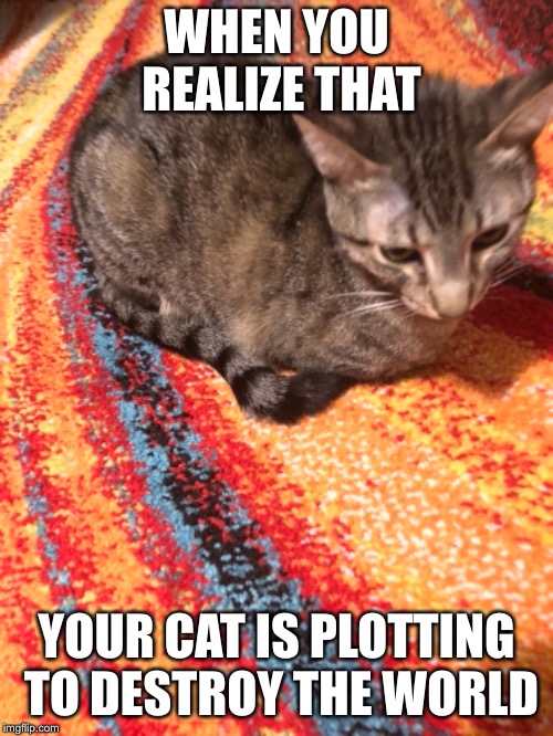 My cat | WHEN YOU REALIZE THAT; YOUR CAT IS PLOTTING TO DESTROY THE WORLD | image tagged in cat,funny,memes | made w/ Imgflip meme maker