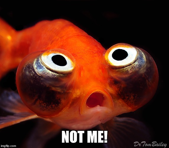 NOT ME! | image tagged in terrified goldfish | made w/ Imgflip meme maker
