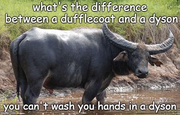 deaf buffalo joke..... | what's the difference between a dufflecoat and a dyson; you can't wash you hands in a dyson | image tagged in water buffalo,bison,deaf,dyson | made w/ Imgflip meme maker
